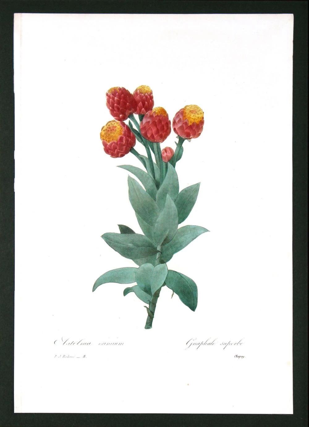 Astelma Eximium